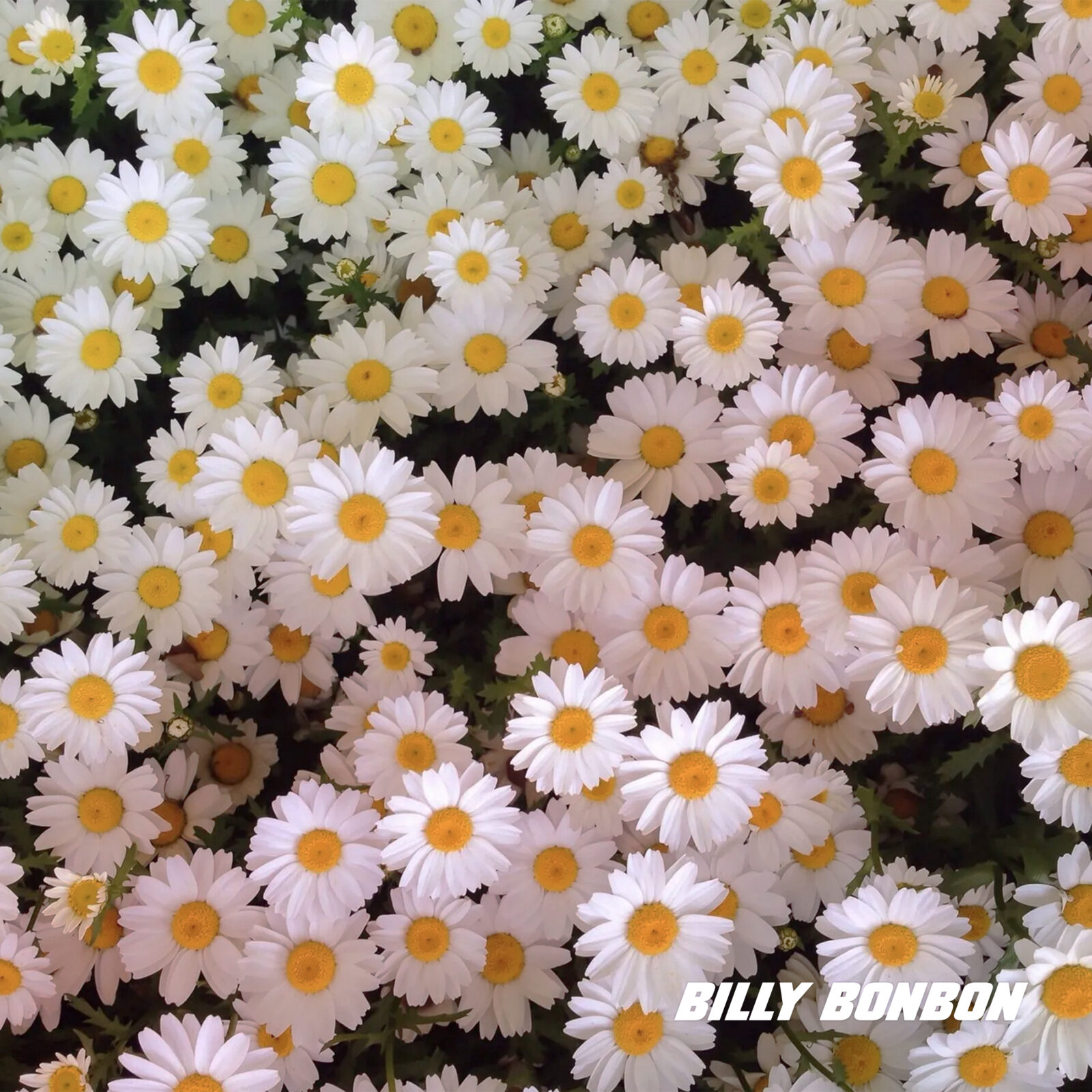 Single: Billy Bonbon – PARADISE