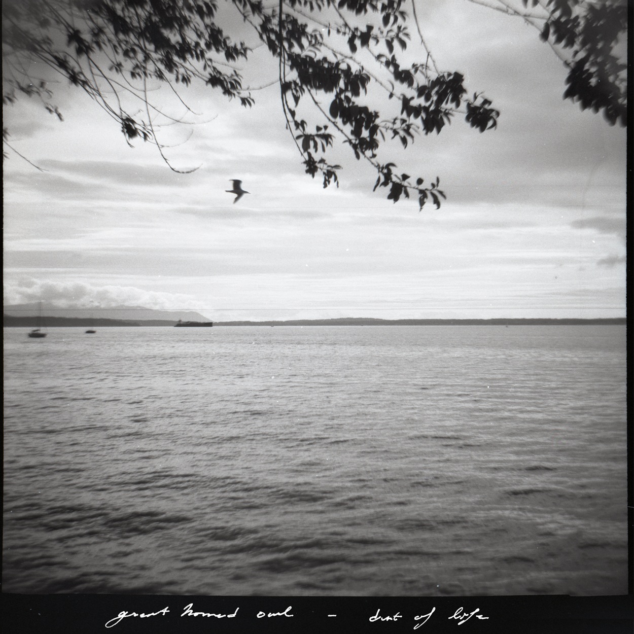 Single: Great Horned Owl – Dust of Life