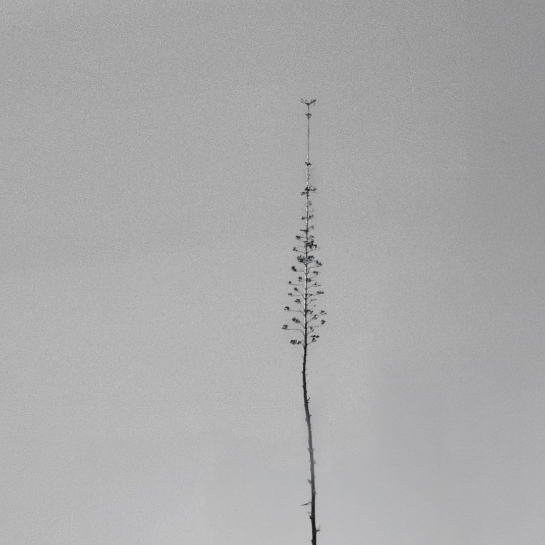 Single: Rude Films – Horseshoe