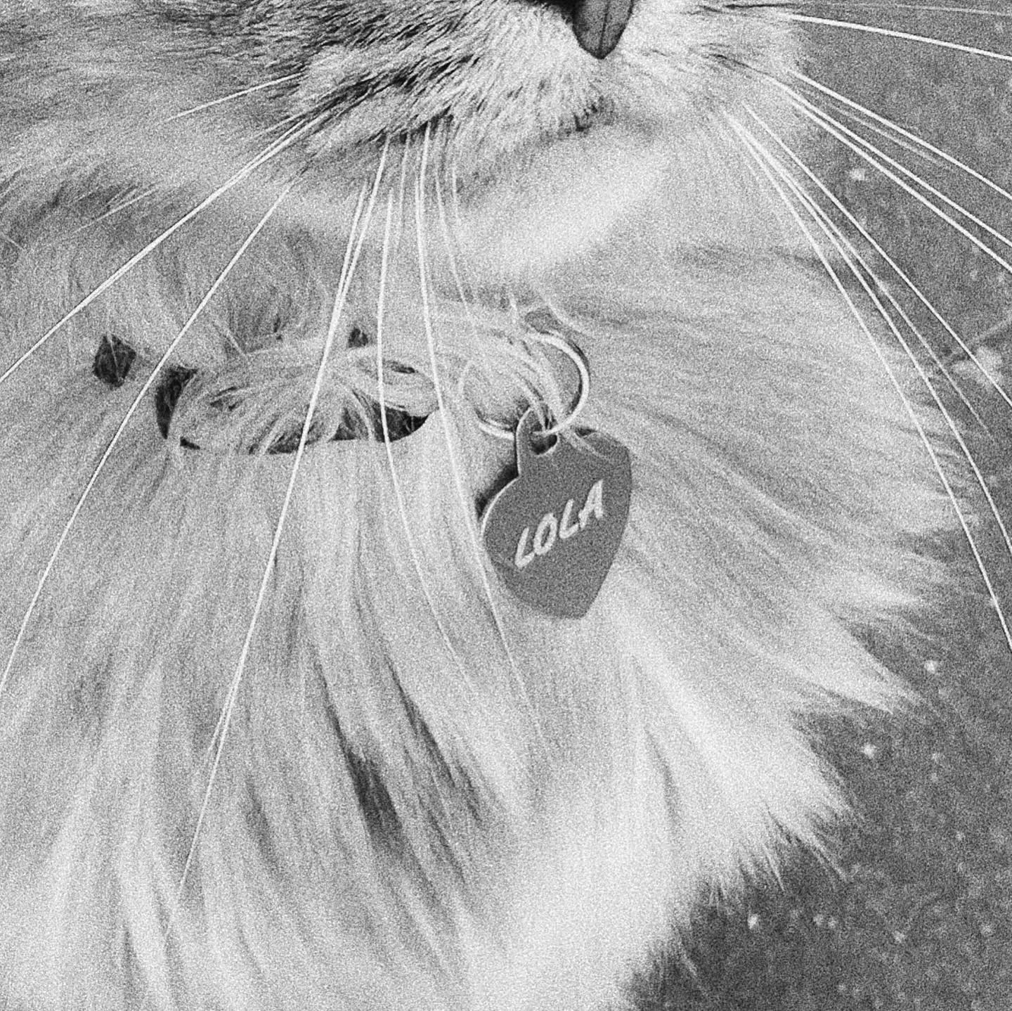 EP: toriyama – lola (demos 2021-2025)