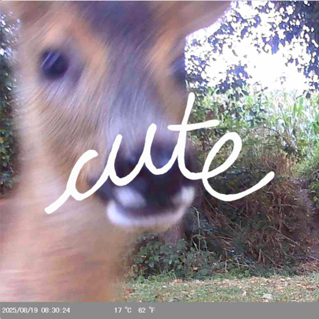 Single: Asara – Cute