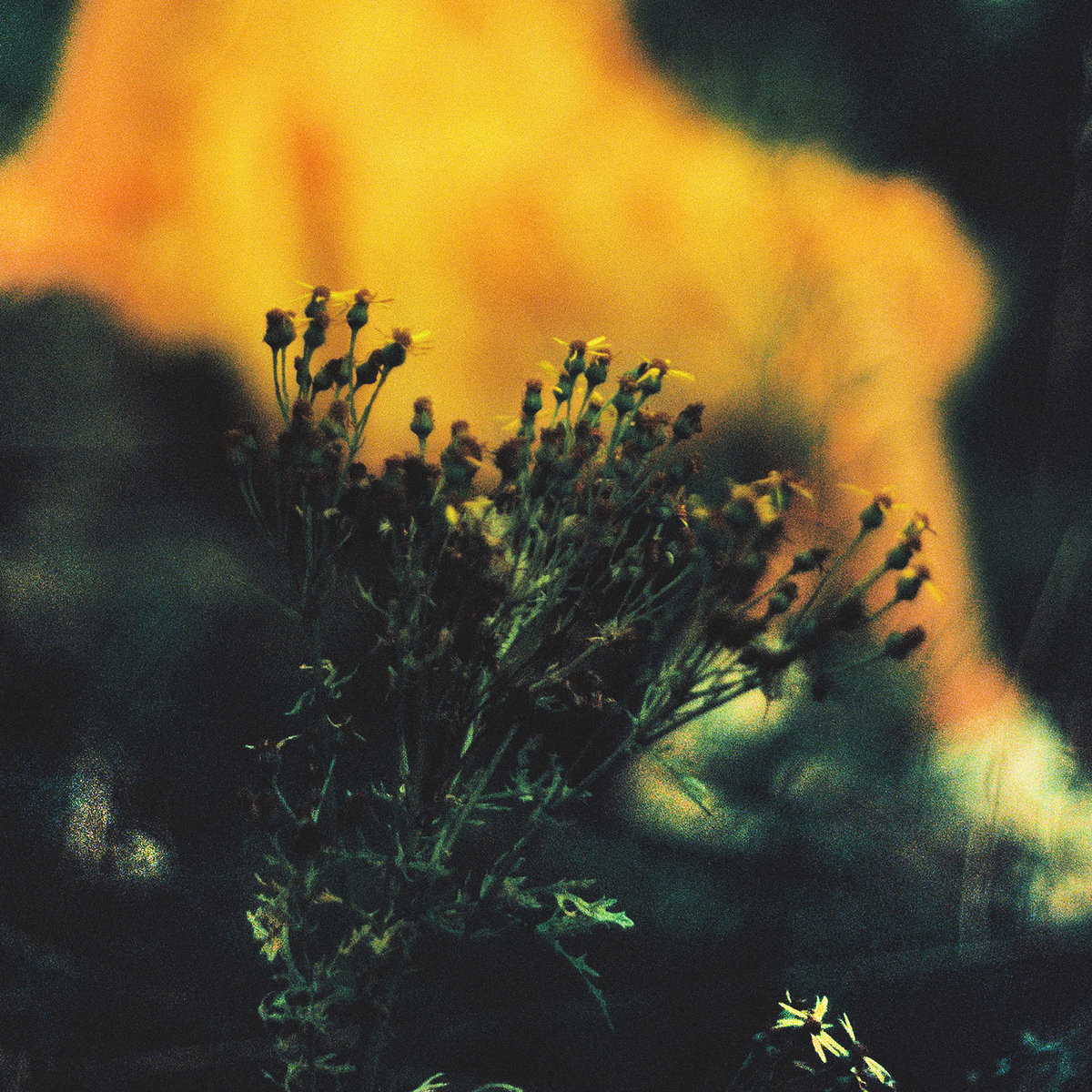 Single: Creepy Crawly – Dead Cat Song