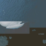 Single: Wolfschmidt – whaler