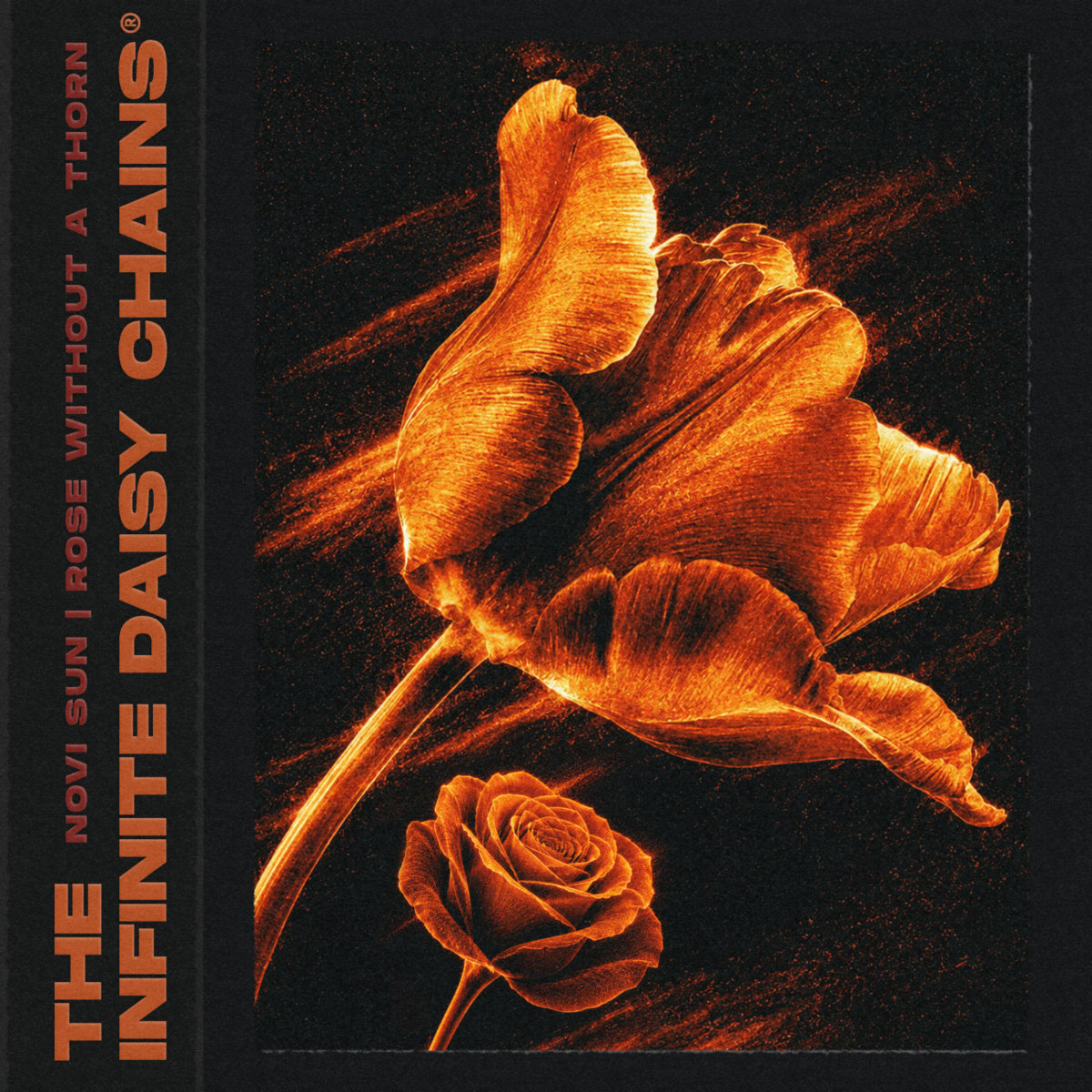 EP: The Infinite Daisy Chains – Novi Sun | Rose Without a Thorn