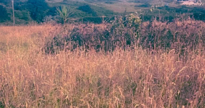 the swell heathlands single cover