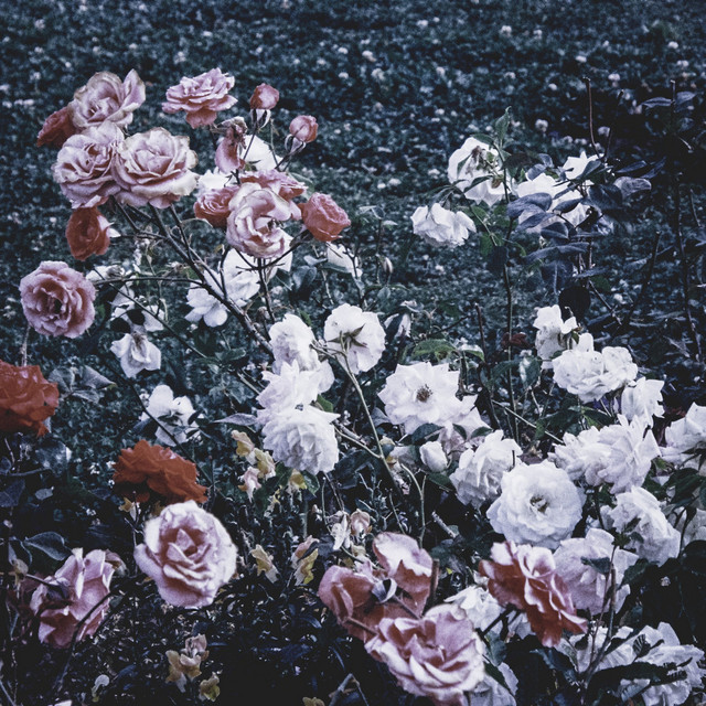 beatrice beatrice aquella persona single cover