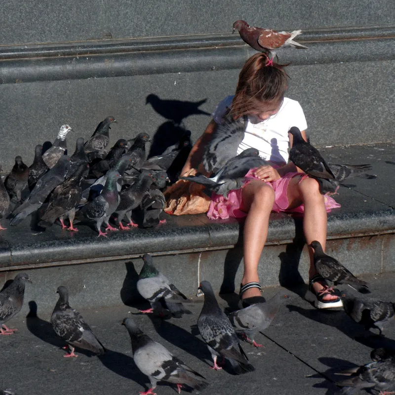 allsmiles pigeon single cover